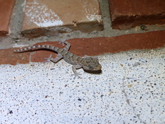 Tarentola mauritanica juliae