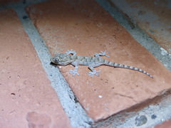 Tarentola mauritanica juliae