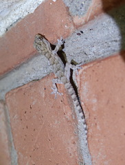 Tarentola mauritanica juliae