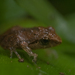 Griet's Bush Frog - Photo (c) jomaljose, some rights reserved (CC BY-NC), uploaded by jomaljose