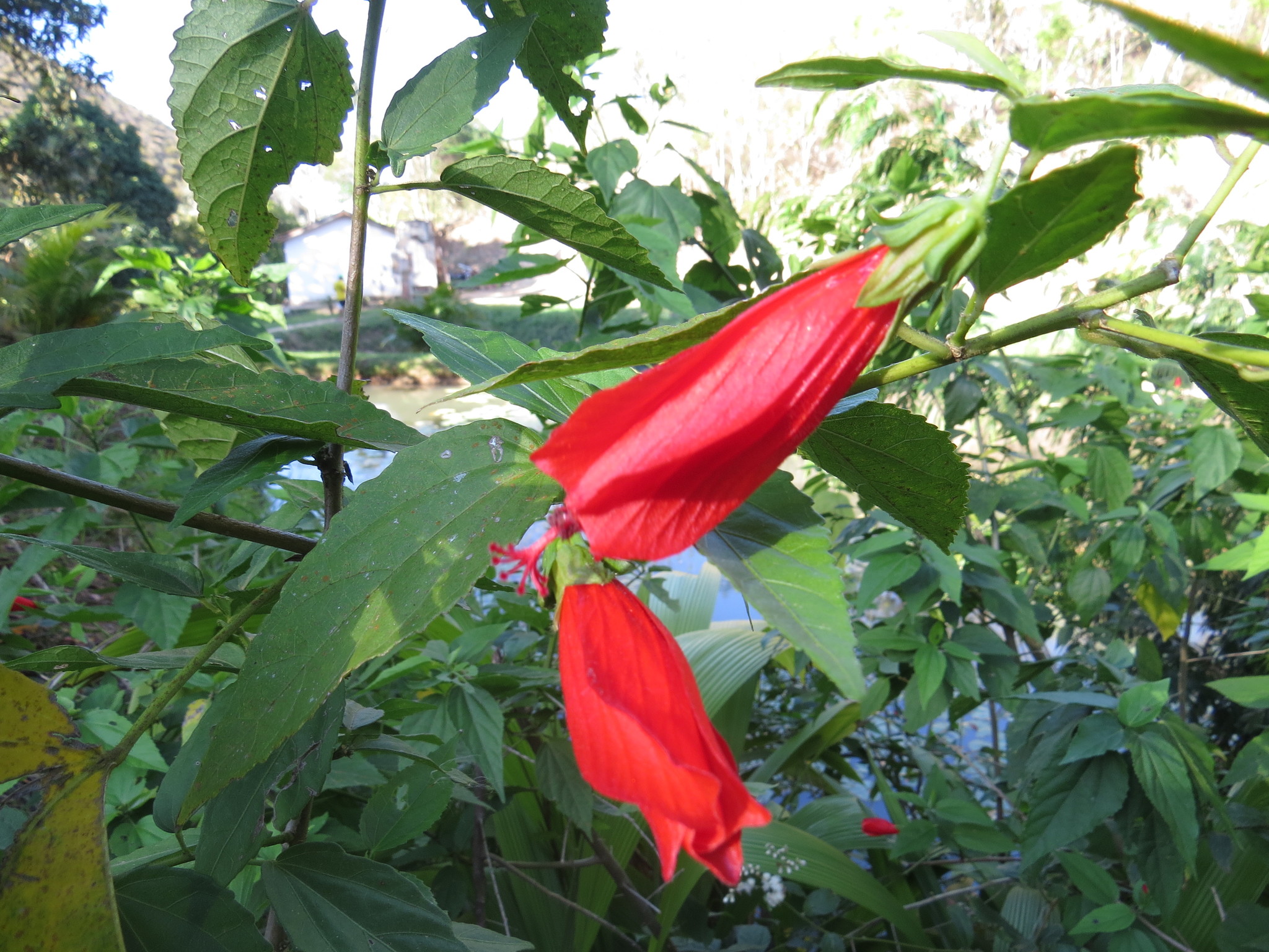 Malvaviscus arboreus