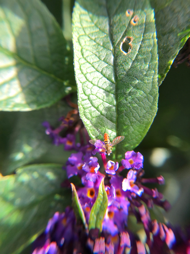 Unknown species found near Suffolk County, US-NY, US