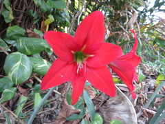 Hippeastrum reginae