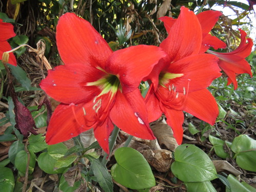 Hippeastrum reginae
