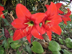 Hippeastrum reginae