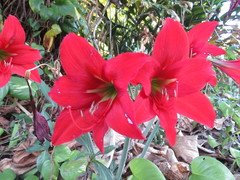Hippeastrum reginae