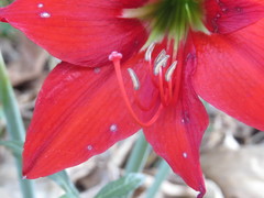 Hippeastrum reginae