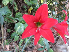 Hippeastrum reginae