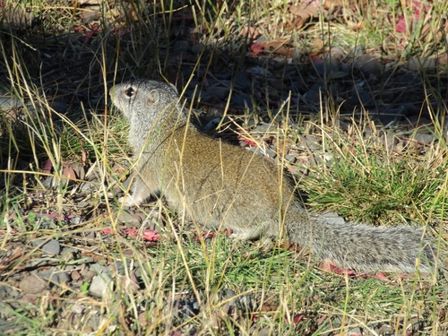 Franklin's Ground Squirrel observed by sp4rrows