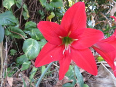 Hippeastrum reginae
