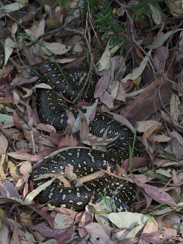 Diamond Python sighting