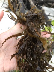 Sargassum filipendula