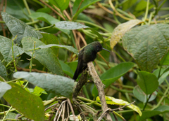 Riccordia swainsonii