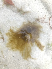 Ectocarpales