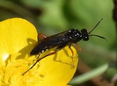 Macrophya diversipes