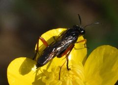 Macrophya diversipes