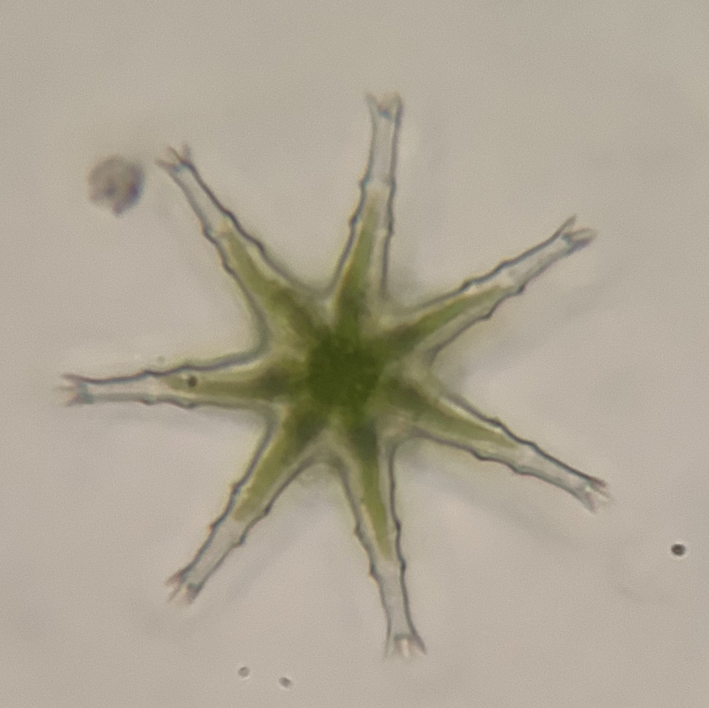 Staurastrum rotula