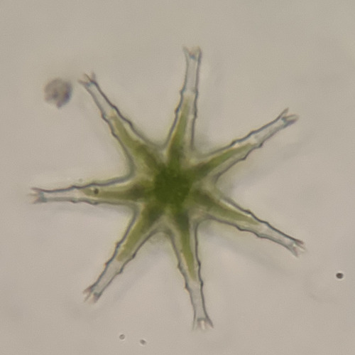 Staurastrum rotula
