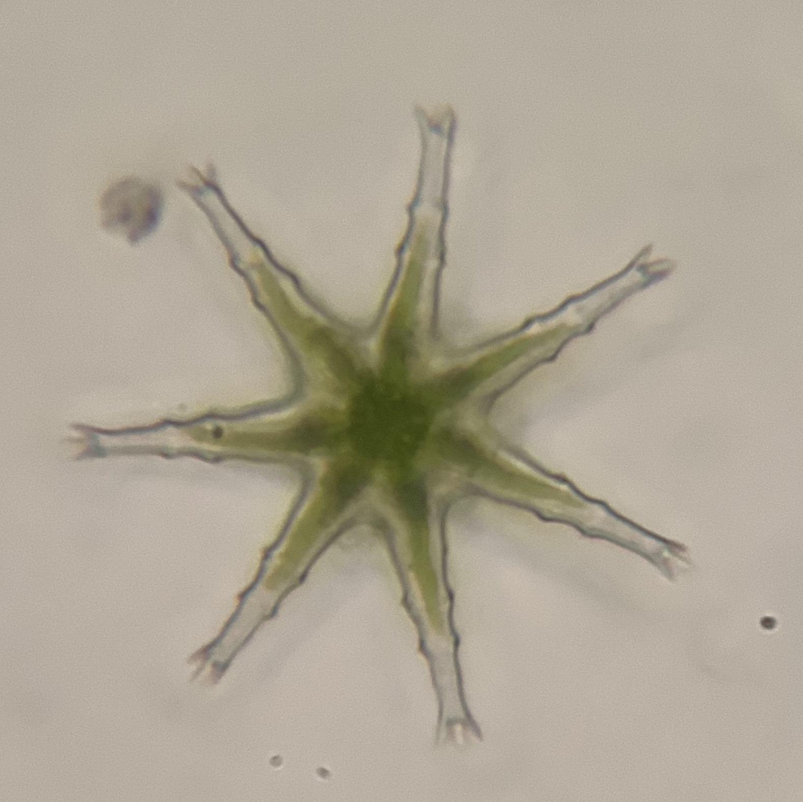 Staurastrum rotula