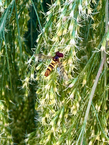 Unknown species found near Mississippi, US
