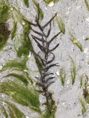 Sargassum filipendula