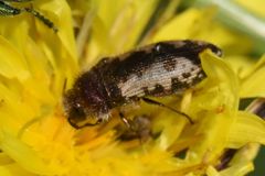 Acmaeodera pilosellae