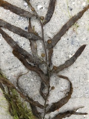 Sargassum filipendula