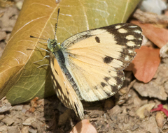 Colotis calais crowleyi