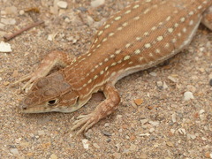 Acanthodactylus margaritae