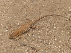 Acanthodactylus margaritae