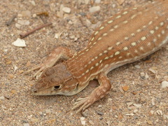 Acanthodactylus margaritae