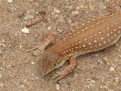 Acanthodactylus margaritae