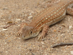 Acanthodactylus margaritae