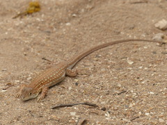 Acanthodactylus margaritae