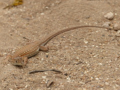 Acanthodactylus margaritae