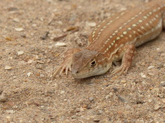 Acanthodactylus margaritae
