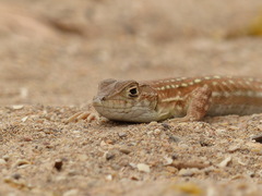 Acanthodactylus margaritae