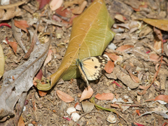 Colotis calais crowleyi