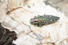 Nipponobuprestis amabilis