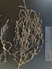 Corispermum americanum