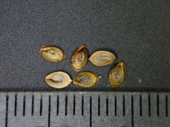 Corispermum americanum