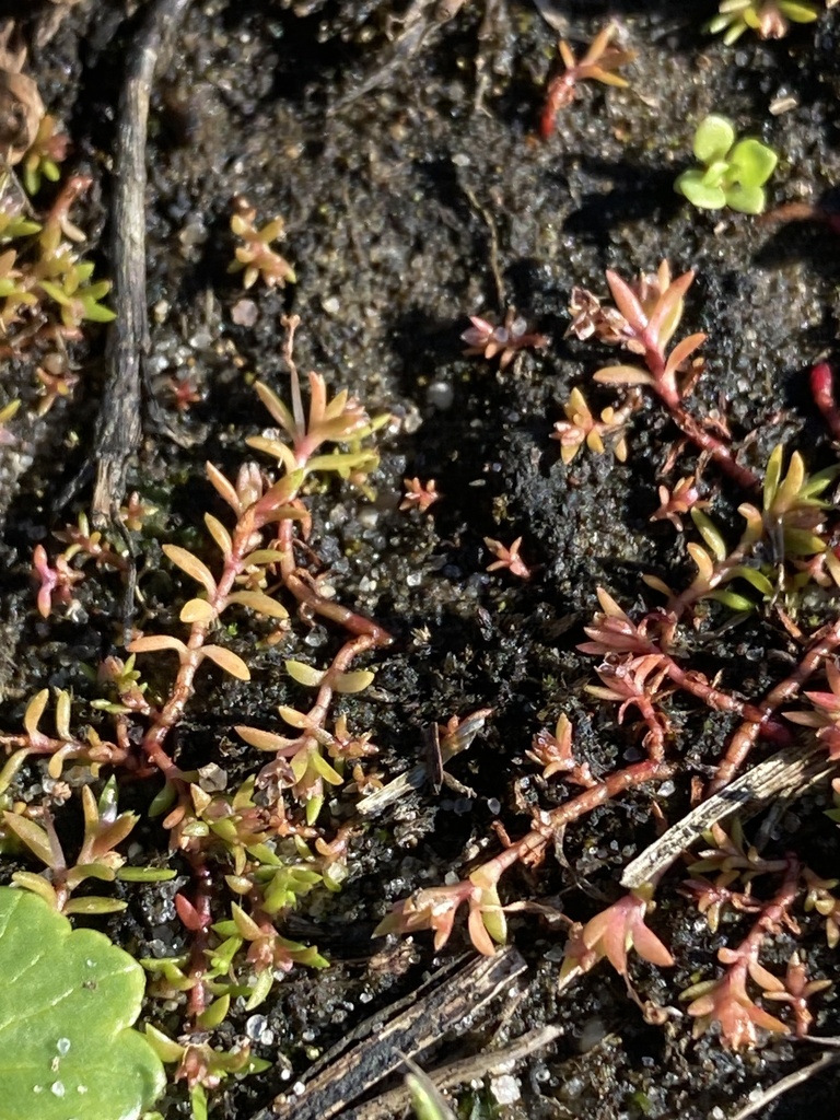 Crassula drummondii 2