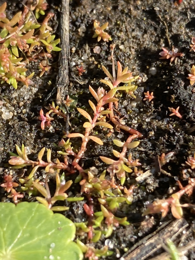 Crassula drummondii