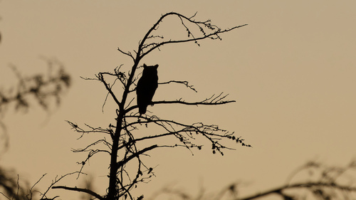 View observation of {o.common_name} on iNaturalist