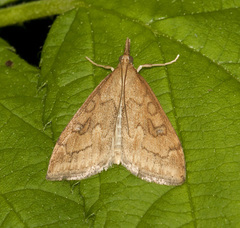 Udea profundalis