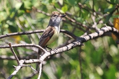 Myiarchus tyrannulus