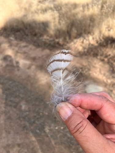 View observation of {o.common_name} on iNaturalist