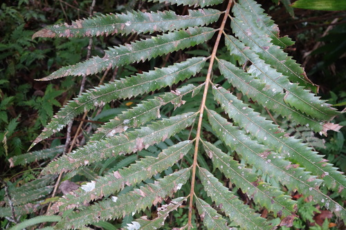 Plenasium banksiifolium (Plenasium banksiifolium)