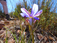 Aristea juncifolia