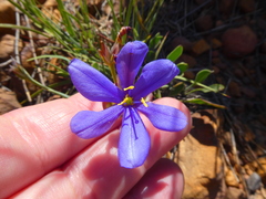 Aristea juncifolia